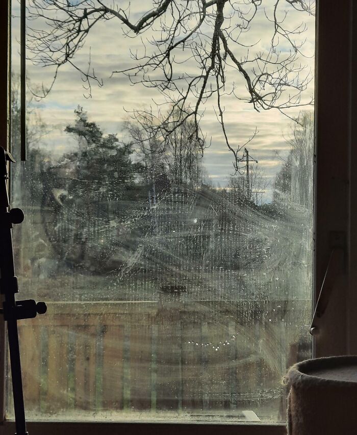 Smudged window view, possibly cleaned by annoying boyfriends or husbands, showing a garden and tree branches.