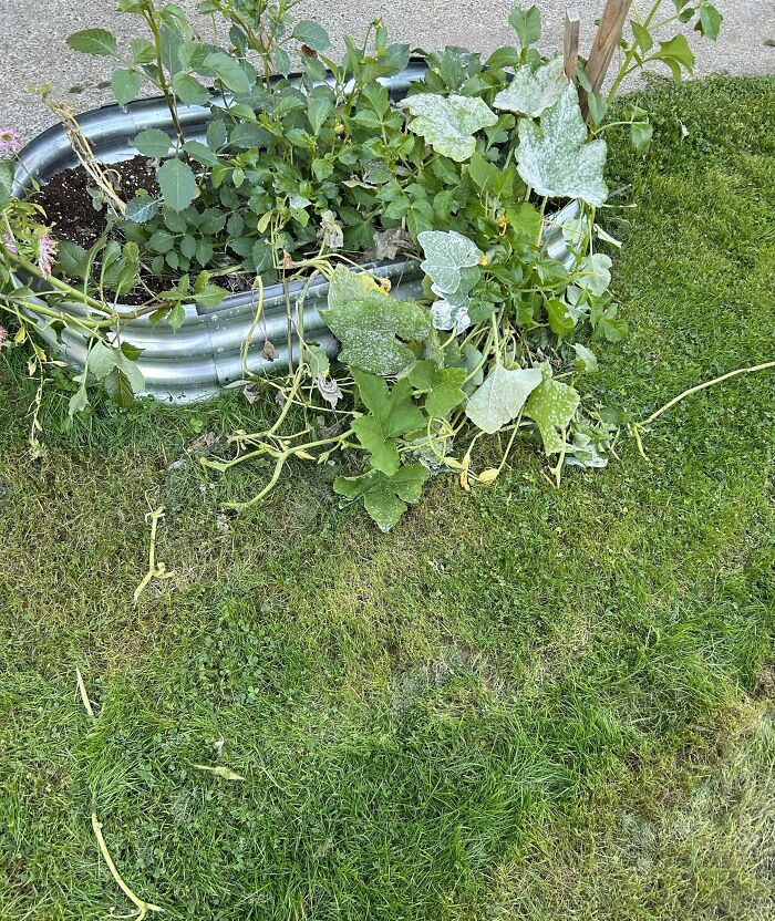Garden bed overflowing with plants onto grass, possibly due to annoying boyfriends or husbands neglecting gardening tasks.