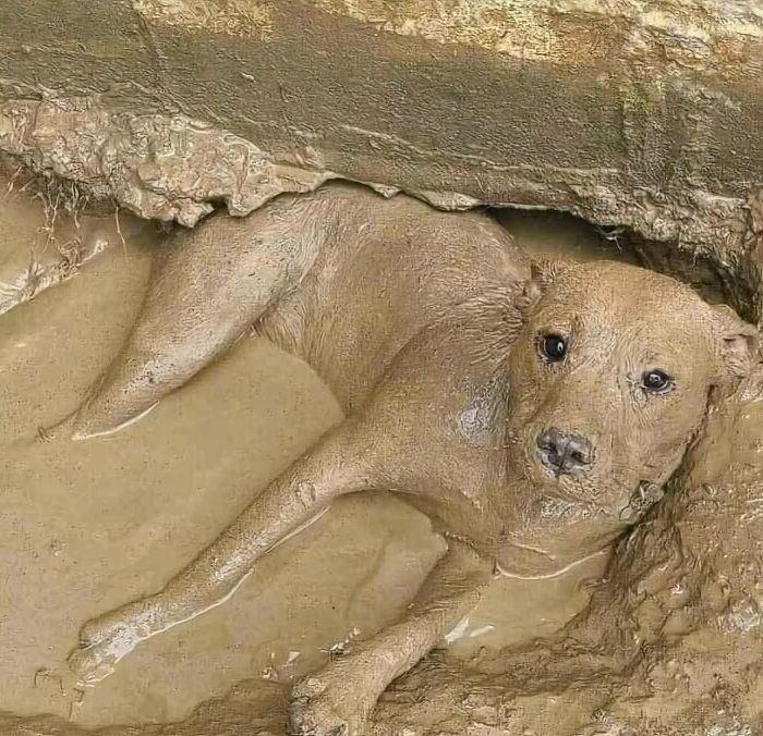 Perro cubierto de barro, representando animales actuando sin sentido al activar su modo goblin.