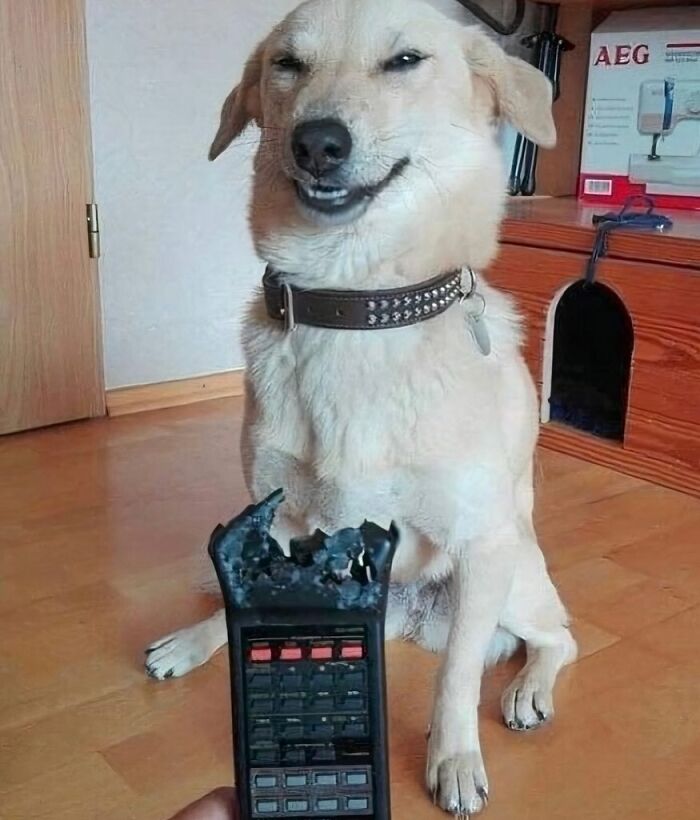 Perro con expresión traviesa junto a control remoto dañado, mostrando comportamiento sin sentido.