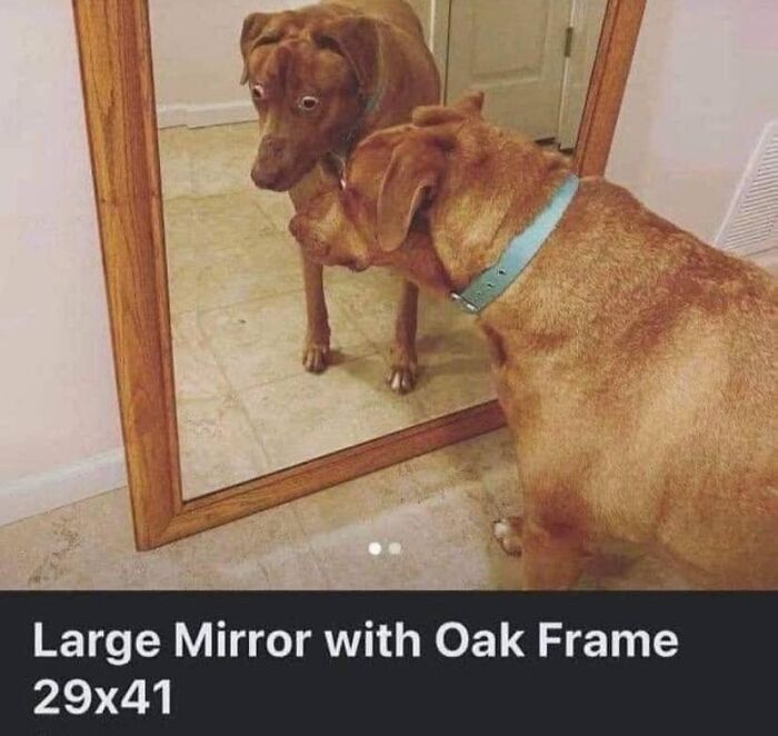 Dog staring at its reflection in a mirror, appearing surprised and confused, embodying "goblin mode" behavior.