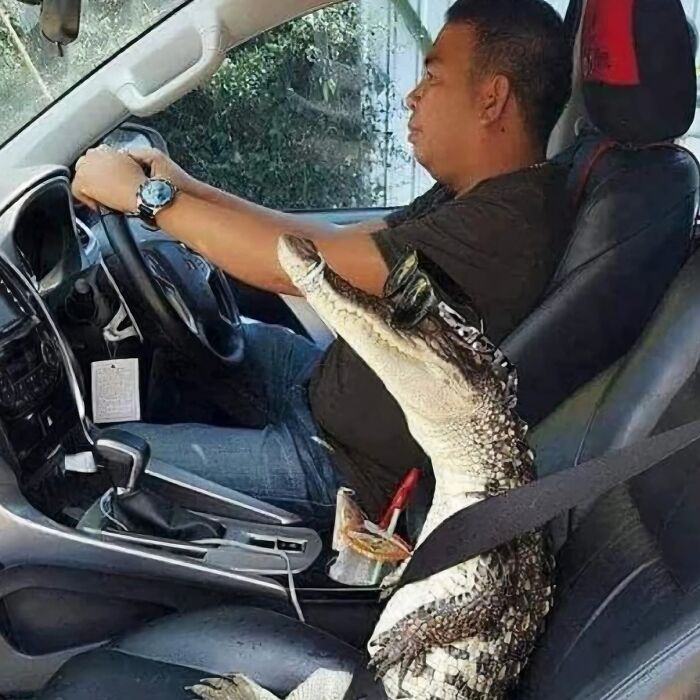 Caimán actuando sin sentido, sentado en el asiento de un coche, sujeto con el cinturón de seguridad.