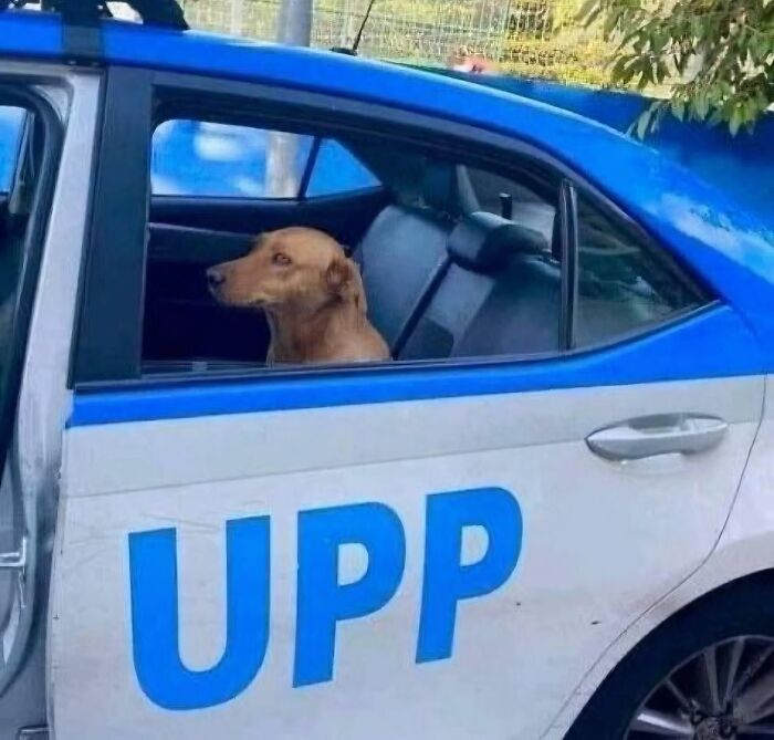 Dog sitting in the backseat of a police car, humorously going full goblin mode.
