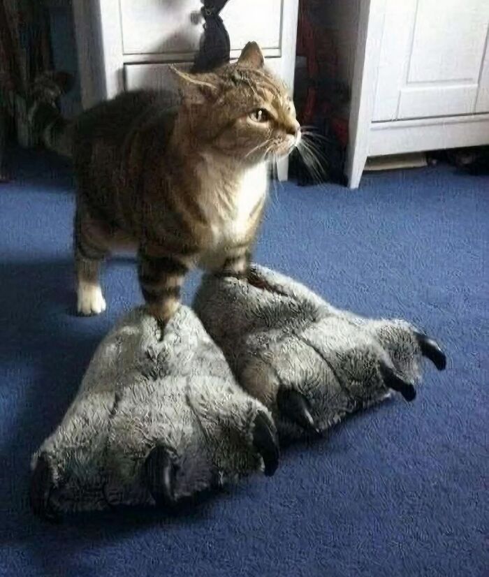 Gato con patas de peluche grandes en modo goblin sobre alfombra azul.