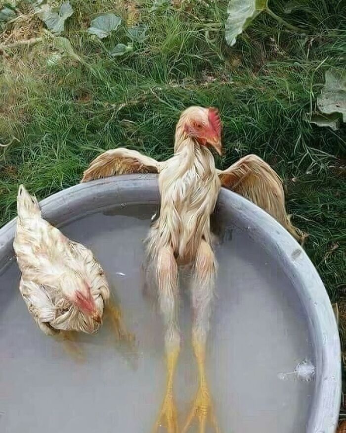 Dos gallinas actuando sin sentido en una tina de agua, una estirada y otra acurrucada en el borde.