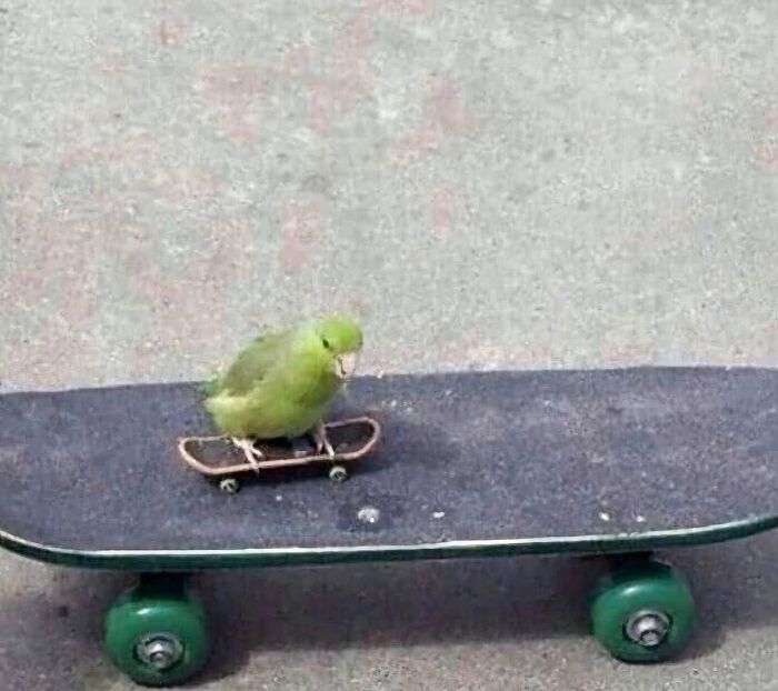 Pájaro verde sobre una mini patineta en modo goblin sobre un patinete grande, actuando sin sentido.