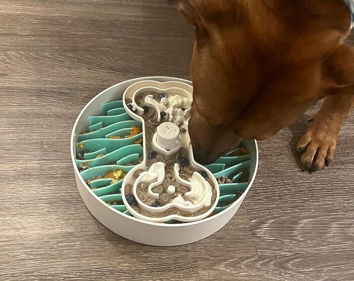 A dog eating from a puzzle feeder shaped like a bone, showcasing items that have caught attention.