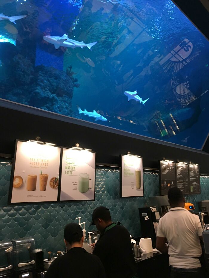Cafe staff preparing drinks under an aquarium with sharks, offering tourist interesting experiences.