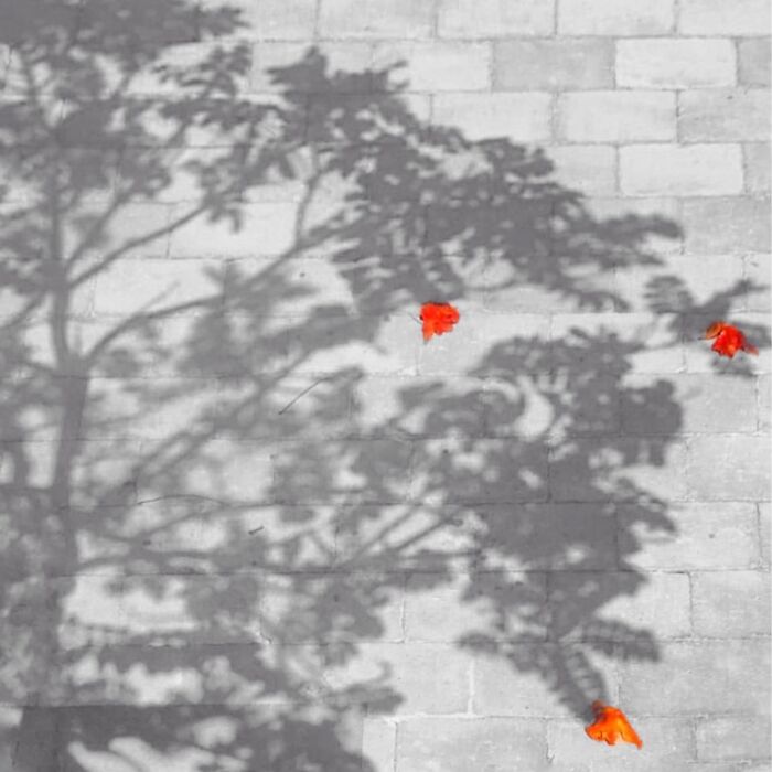 Shadow of a tree on pavement with three vibrant red-orange flowers, capturing extraordinary within the ordinary.