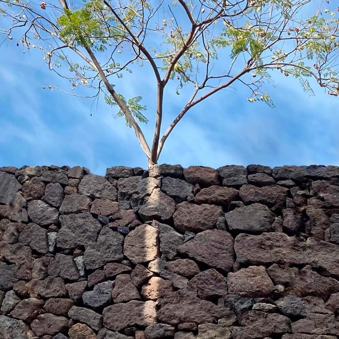 Tree growing through a stone wall against a blue sky, showing the extraordinary within the ordinary.