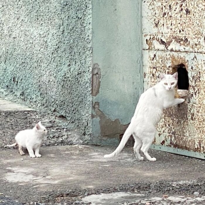 Two white cats by a weathered wall, one peeking into a hole; masterful capture of the extraordinary within the ordinary.