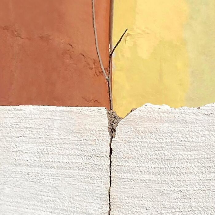 Crack in a textured wall with a small branch, showcasing extraordinary details in ordinary surfaces.