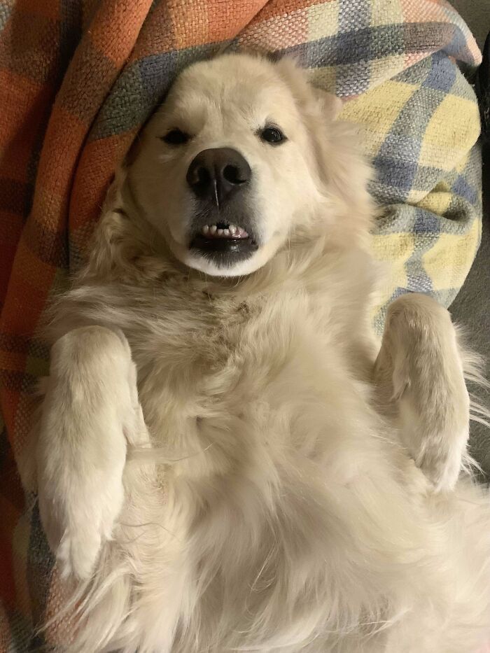 Fluffy dog lying on back with paws up, looking comically confused, showcasing adorable dog shenanigans.