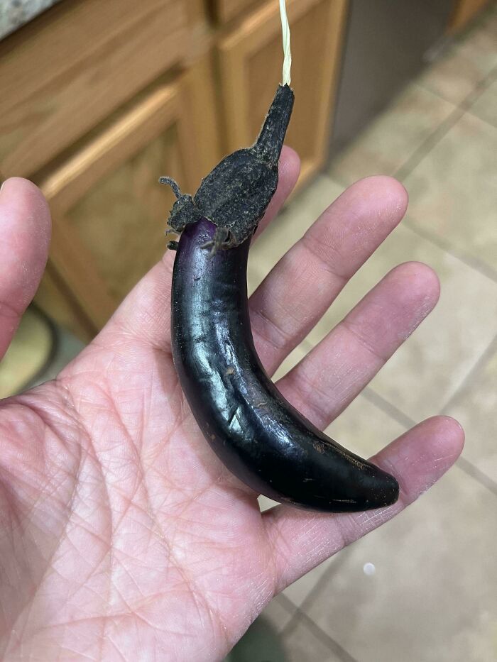Hand holding a small, dark purple eggplant with a shriveled stem, showcasing unusual size in harvesting pics.