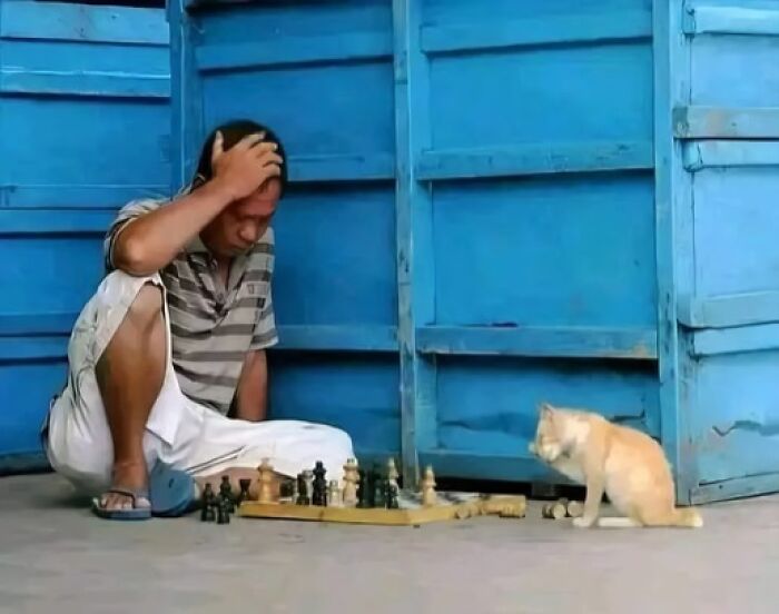 Hombre jugando ajedrez con un gato frente a una pared azul, en una escena inusualmente rara y curiosa.