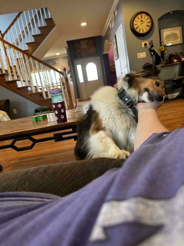 Dog playfully resting head on owner's arm in a cozy living room setting.