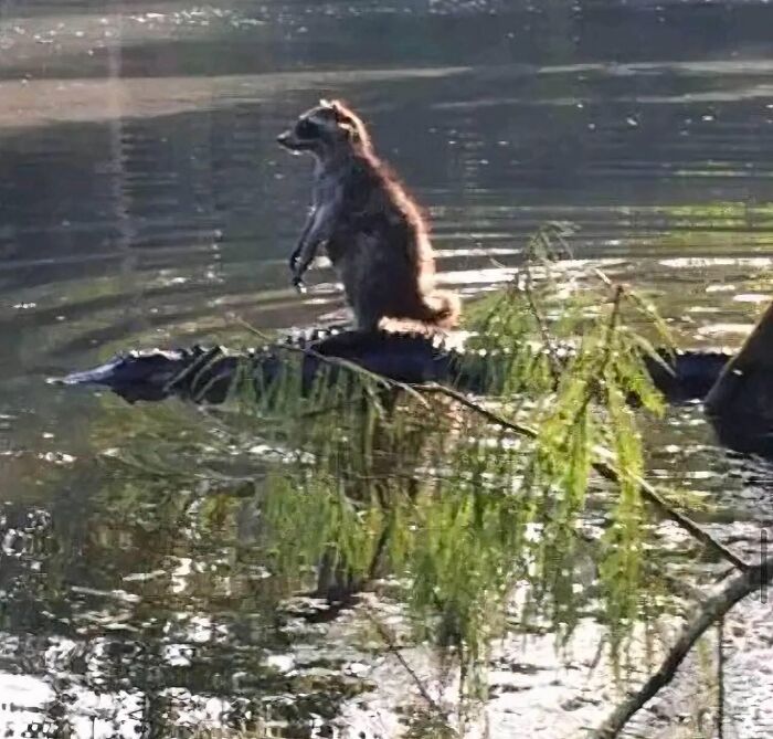 Mapache montando un cocodrilo en el agua, mostrando comportamiento de animales actuando sin sentido.