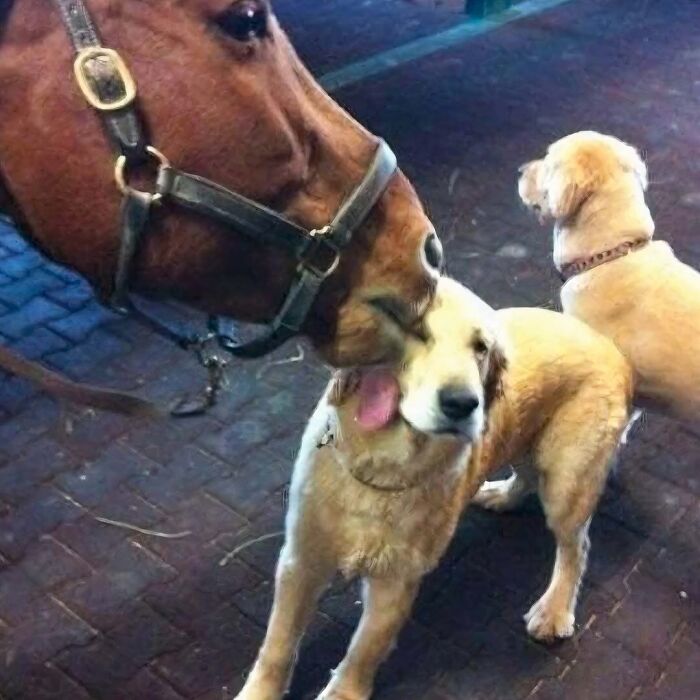 Caballo lamiendo a un perro con ternura, mostrando comportamiento animal curioso.