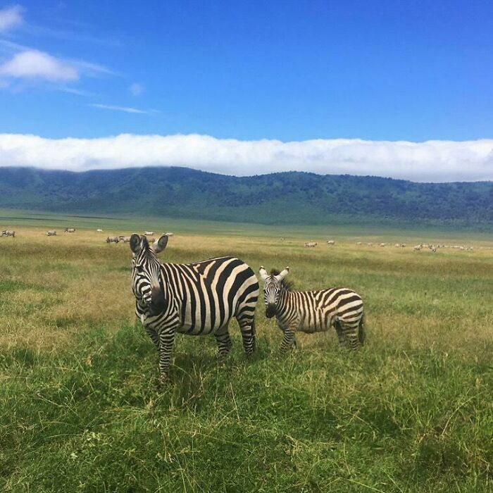 Zebras in a grassy savanna with mountains in the background, showcasing tourist-interesting-experiences in nature.