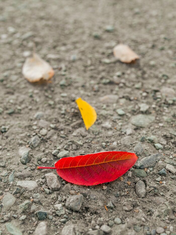Colorful leaves on a gravel street in Oslo, showcasing André's street photography.