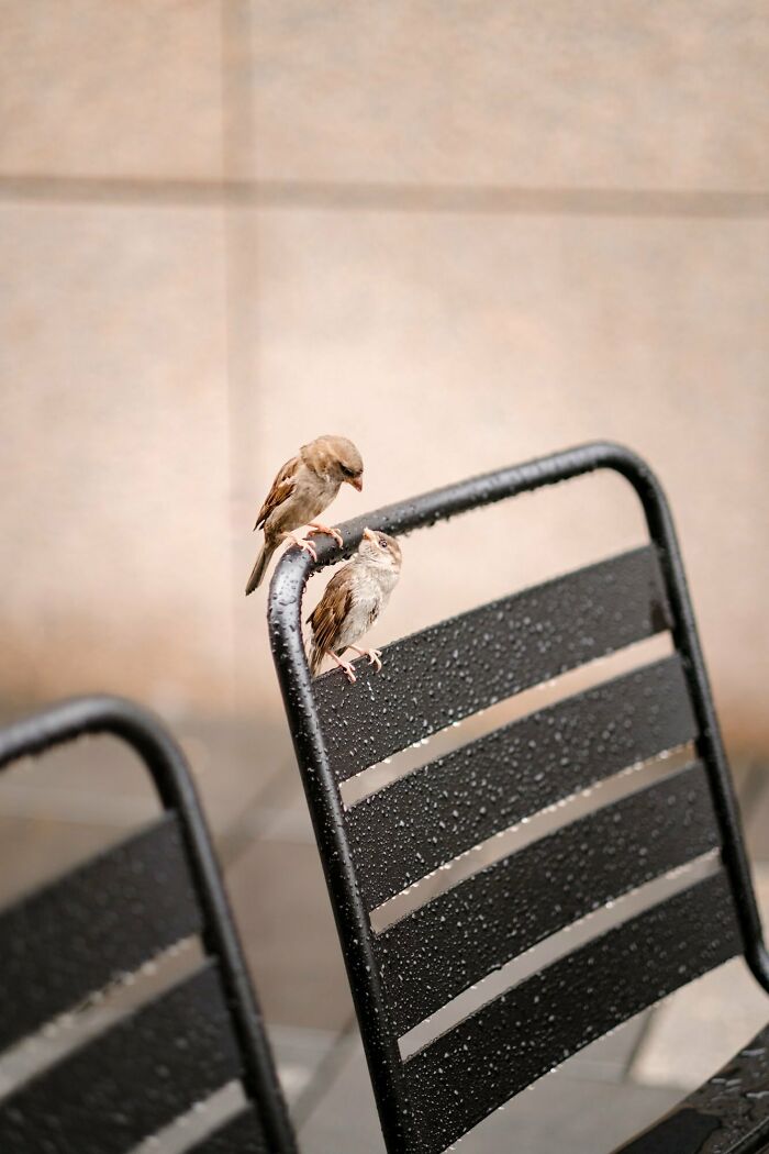Two sparrows on a wet black metal chair in Oslo street photography.