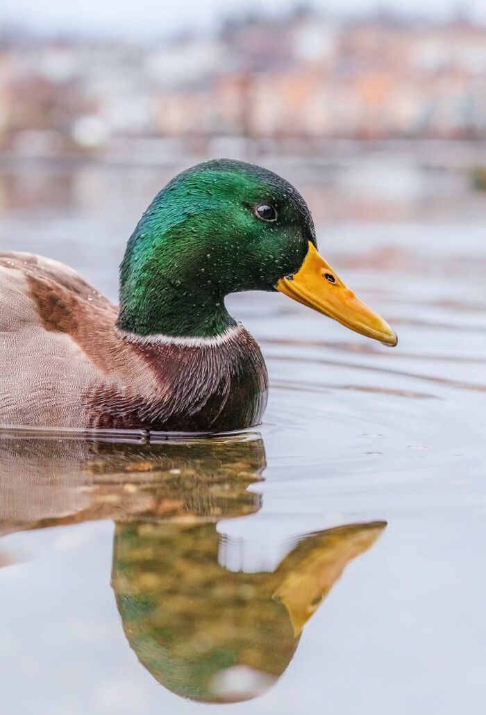 Duck swimming in a serene water setting, embodying the essence of Oslo and Stockholm’s streets.