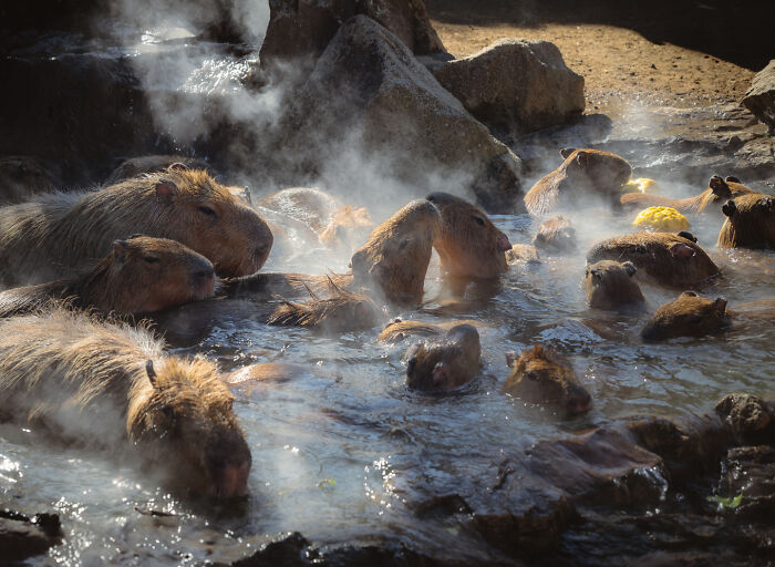 Capybaras soaking in a hot spring with steam rising, resembling an accidental Renaissance painting.