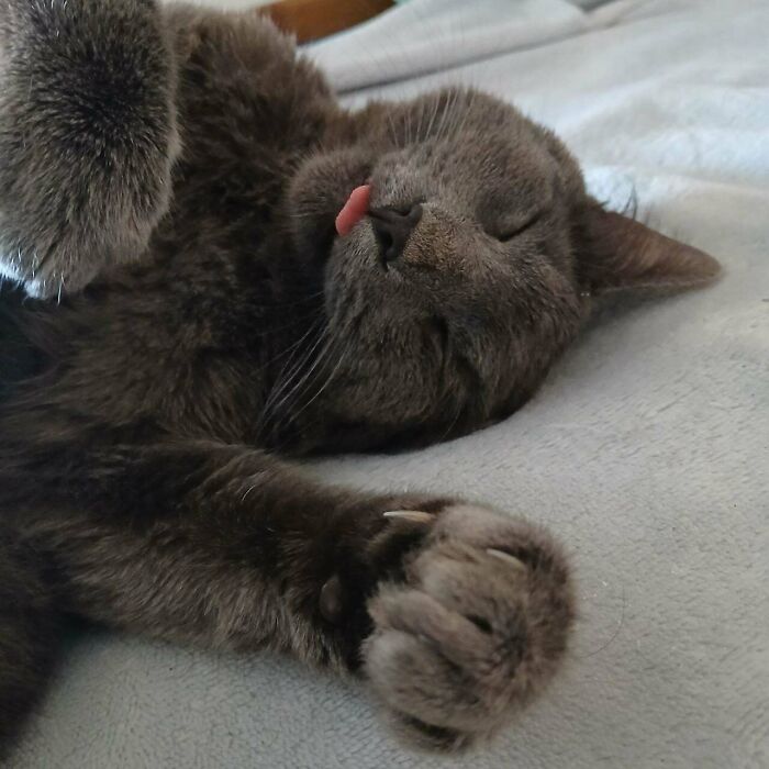 Sleeping cat with sharp claws visible, tongue out in a cute pose.