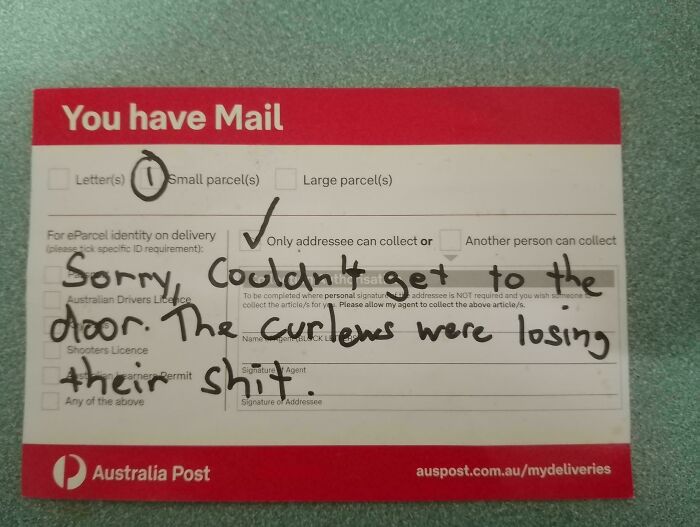 Australia Post note humorously mentions curlews causing delivery issues.