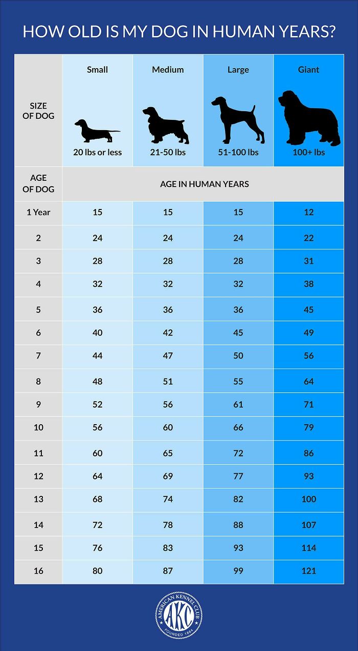 Chart converting dog age to human years based on dog size, providing an interesting visual representation.