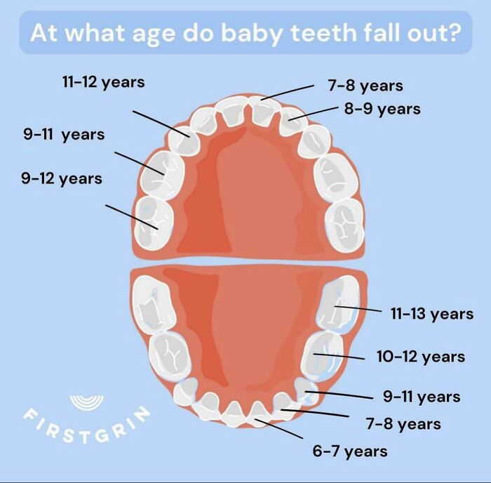 Chart showing ages when baby teeth fall out, featuring fun illustrations and age labels.