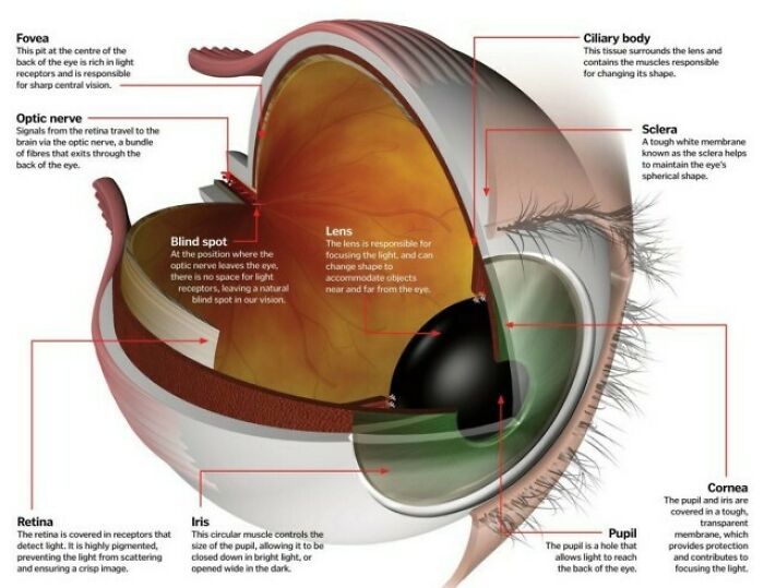 Diagram of a human eye with labeled parts, showcasing an interesting chart about eye anatomy.