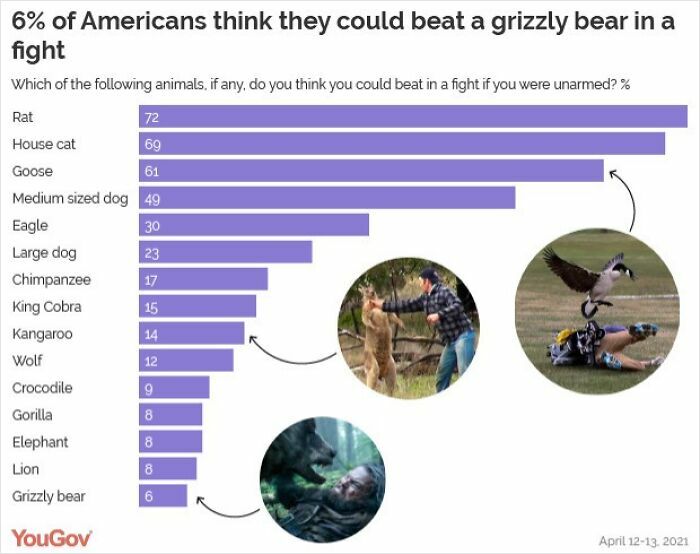 Chart showing survey results on which animals Americans think they could beat in a fight, highlighting fun global perspectives.