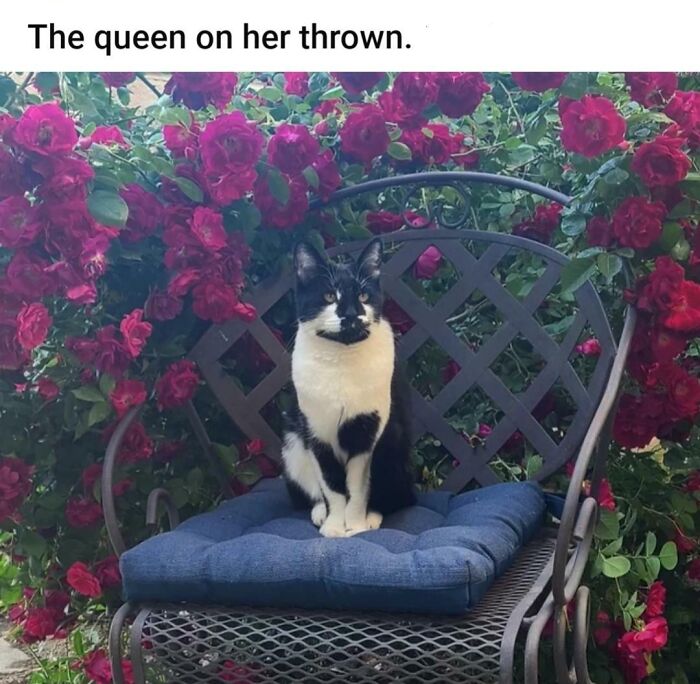 Cat sitting on a chair among roses, illustrating ridiculous word spelling with "thrown" instead of "throne."