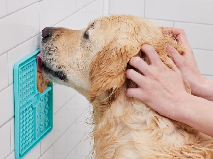 Dog enjoying bath with clever invention, a wall-mounted lick mat for stress-free grooming.