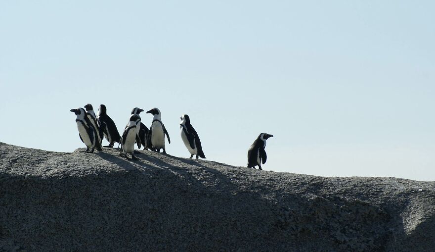 Penguins standing on a rock under clear blue sky, illustrating ethical dilemmas in nature.