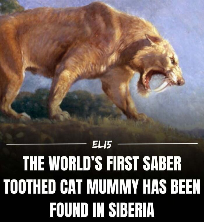 Saber-toothed cat illustration with text about the world's first mummy found in Siberia, simplifying facts for kids.