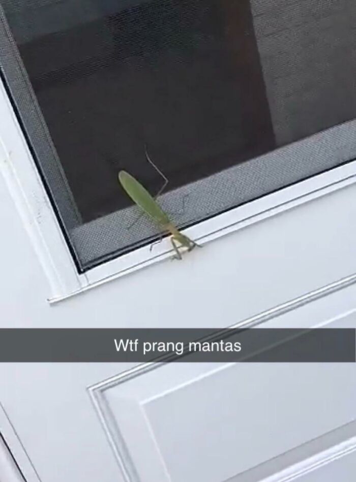 Praying mantis on a door screen with humorous misspelling caption.