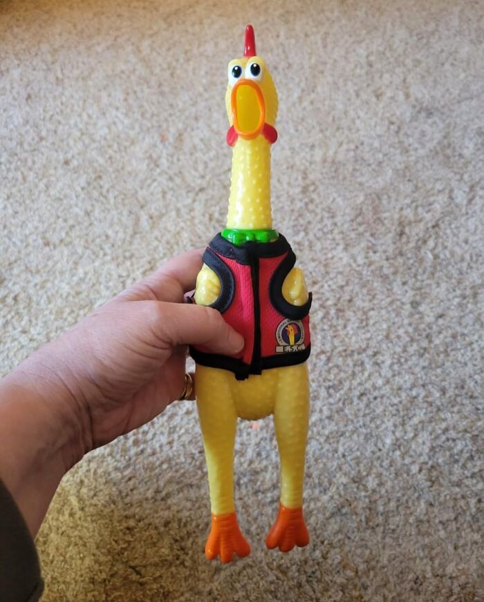 A hand holding an Archie Mcphee rubber chicken wearing a small vest on a beige carpet.
