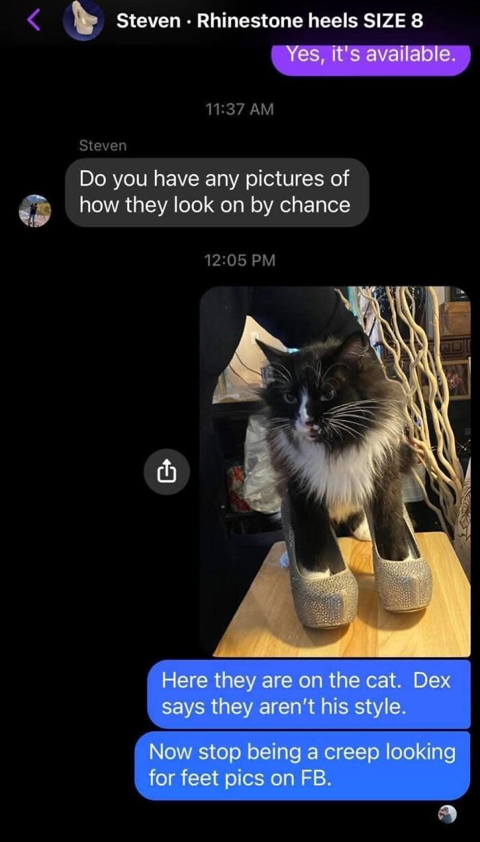 Cat wearing rhinestone heels in a humorous Facebook Marketplace chat exchange.