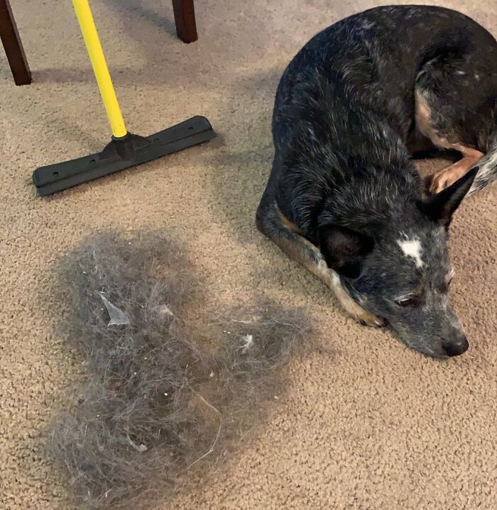 Dog lying on carpet beside a pile of fur and a broom, ready for spring cleaning headstart.