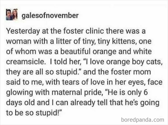 Text post about social justice features a story on kittens and a foster mom's humorous remark about an orange kitten.