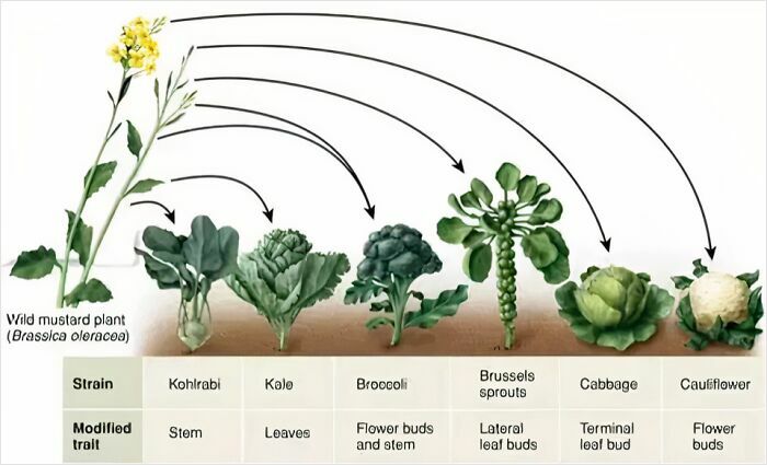 Chart showing the evolution of various vegetables from the wild mustard plant, illustrating interesting global agricultural insights.