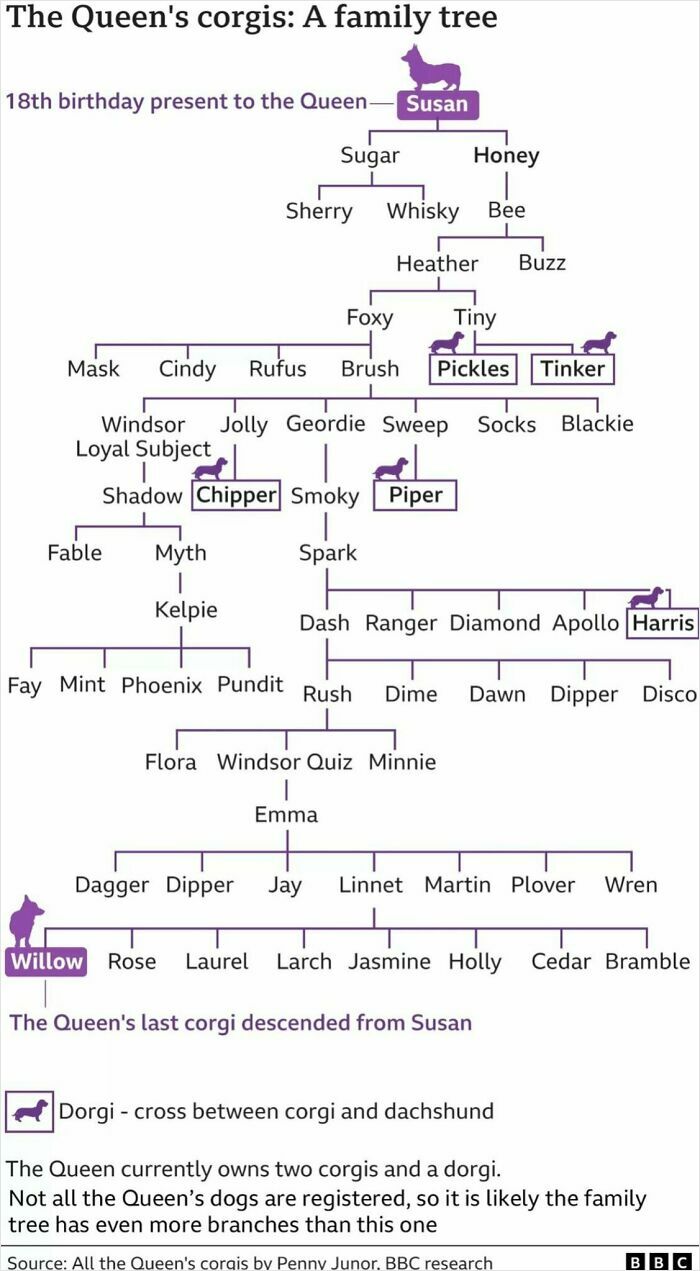 Family tree chart of the Queen’s corgis, tracing descendants from Susan to Willow in a fun way.