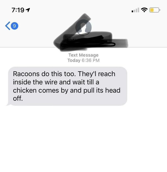 A humorous text about raccoon behavior sent to the wrong recipient.