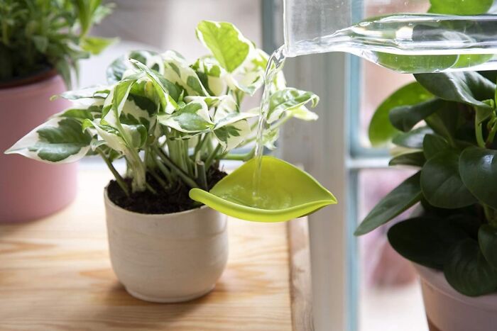 Watering a potted plant with green leaves, highlighting indoor gardening essentials.