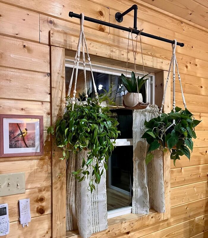 Hanging plants near a window in a wooden room, showcasing indoor gardening essentials for a cozy home environment.