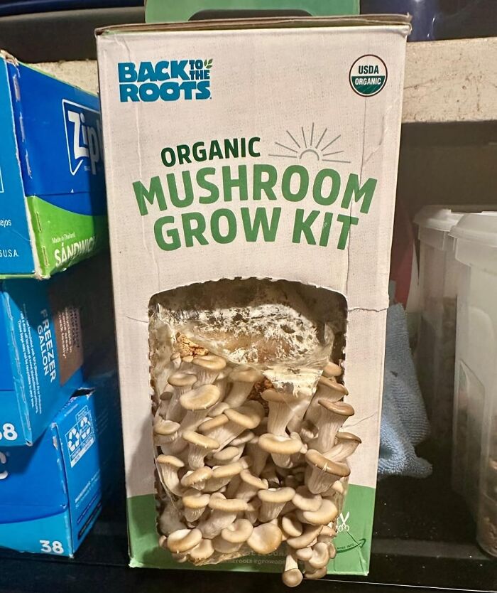 Organic mushroom grow kit for indoor gardening essentials on a shelf.