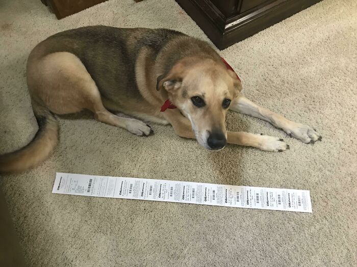 Dog lying on carpet next to an interesting long receipt found, wearing a red bandana.
