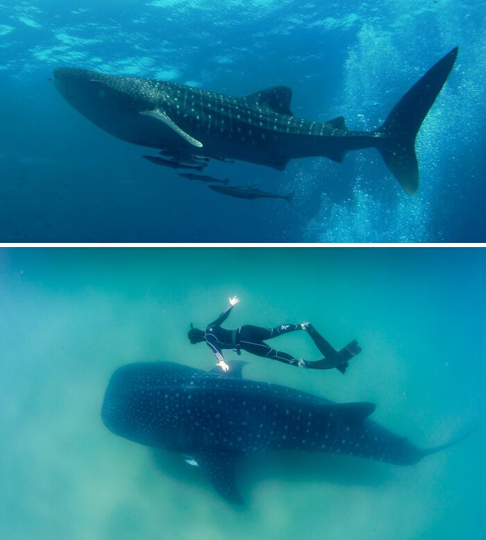 Diver swimming alongside one of the largest underwater creatures, a whale shark, in clear ocean waters.